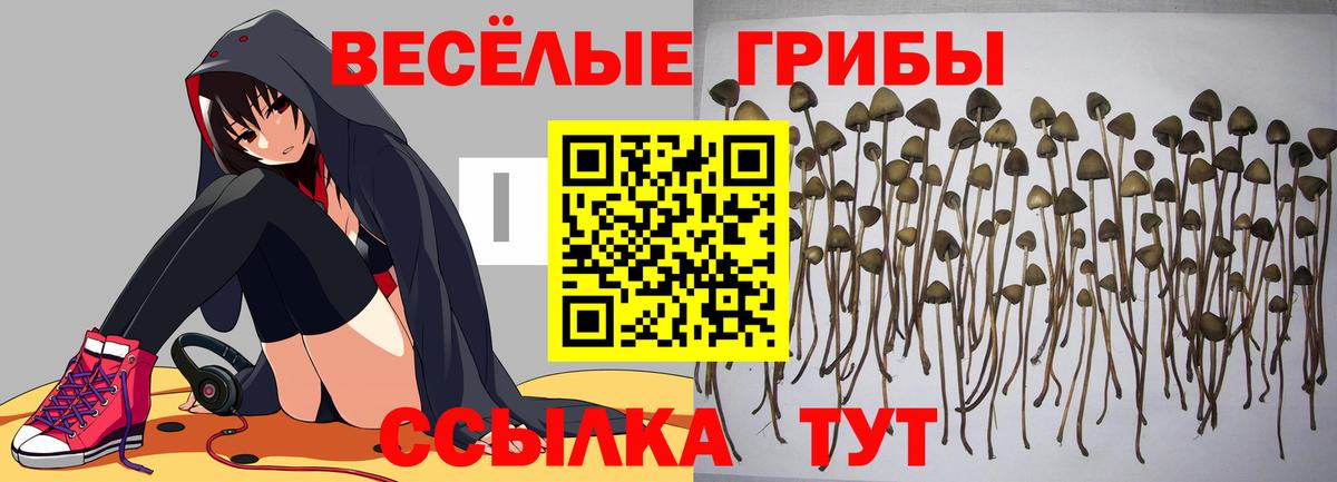 Галлюциногенные грибы прущие грибы Сочи